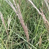 Miscanthus Miscanthus sinensis 'Kleine Silberspinne' Miscanthus Miscanthus sinensis 'Kleine Silberspinne'