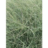Miscanthus sinensis 'Morning Light'