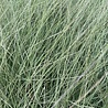Miscanthus Miscanthus sinensis 'Morning Light' Miscanthus Miscanthus sinensis 'Morning Light'