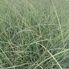 Miscanthus Miscanthus sinensis 'Morning Light' Miscanthus Miscanthus sinensis 'Morning Light'