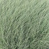 Miscanthus Miscanthus sinensis 'Morning Light' Miscanthus Miscanthus sinensis 'Morning Light'