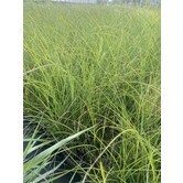 Miscanthus sinensis 'Gracillimus'