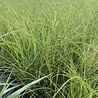 Miscanthus Miscanthus sinensis 'Gracillimus' Miscanthus Miscanthus sinensis 'Gracillimus'