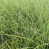 Miscanthus Miscanthus sinensis 'Gracillimus' Miscanthus Miscanthus sinensis 'Gracillimus'