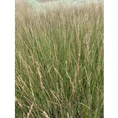Molinia caerulea 'Heidebraut'