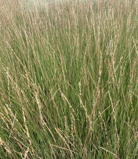 Molinia caerulea 'Heidebraut'