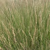 Molinea Molinia caerulea 'Heidebraut' Molinea Molinia caerulea 'Heidebraut'