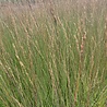 Molinea Molinia caerulea 'Heidebraut' Molinea Molinia caerulea 'Heidebraut'