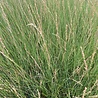 Molinea Molinia caerulea 'Heidebraut' Molinea Molinia caerulea 'Heidebraut'