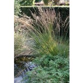 Molinia caerulea 'Edith Dudszus'