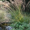 Molinia Molinia caerulea 'Edith Dudszus' Molinia Molinia caerulea 'Edith Dudszus'