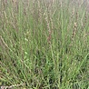 Molinia Molinia caerulea 'Edith Dudszus' Molinia Molinia caerulea 'Edith Dudszus'