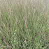 Molinia Molinia caerulea 'Edith Dudszus' Molinia Molinia caerulea 'Edith Dudszus'