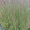 Molinia Molinia caerulea 'Edith Dudszus' Molinia Molinia caerulea 'Edith Dudszus'