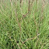 Molinia Molinia caerulea 'Moorhexe' Molinia Molinia caerulea 'Moorhexe'