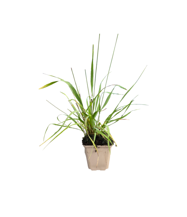 Molinia Molinia caerulea 'Moorhexe'