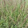 Molinia Molinia caerulea 'Moorhexe' Molinia Molinia caerulea 'Moorhexe'