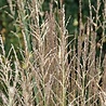 Molinia Molinia caerulea 'Moorhexe' Molinia Molinia caerulea 'Moorhexe'