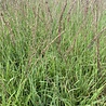 Molinia Molinia caerulea 'Moorhexe' Molinia Molinia caerulea 'Moorhexe'