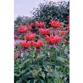 Monarda ''Gardenvieuw Scarlet''