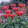 Monarda Monarda ''Gardenvieuw Scarlet'' Monarda Monarda ''Gardenvieuw Scarlet''