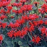 Monarda Monarda ''Gardenvieuw Scarlet'' Monarda Monarda ''Gardenvieuw Scarlet''