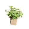 Nepeta Nepeta 'Kit Cat' Nepeta Nepeta 'Kit Cat'