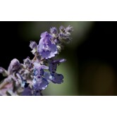 Nepeta 'Six Hills Giant'