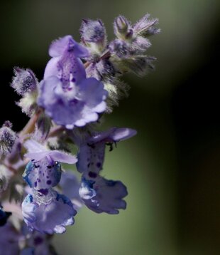 Nepeta 'Six Hills Giant'