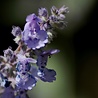 Nepeta Nepeta 'Six Hills Giant' Nepeta Nepeta 'Six Hills Giant'