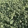 Nepeta Nepeta 'Six Hills Giant' Nepeta Nepeta 'Six Hills Giant'