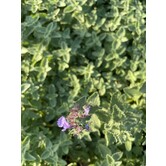 Nepeta 'Walker's Low'