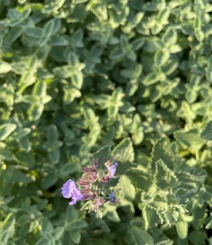 Nepeta 'Walker's Low'