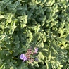 Nepeta Nepeta 'Walker's Low' Nepeta Nepeta 'Walker's Low'