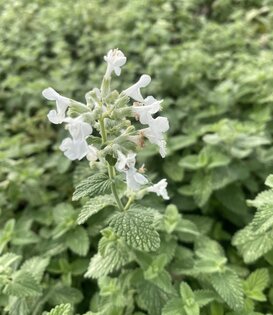 Nepeta faassenii 'Snowflake'