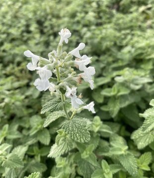 Nepeta faassenii 'Snowflake'