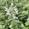 Netpeta Nepeta faassenii 'Snowflake' Netpeta Nepeta faassenii 'Snowflake'