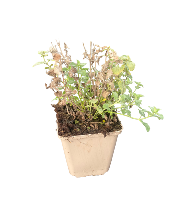Netpeta Nepeta faassenii 'Snowflake'