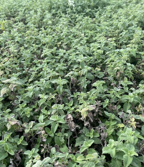 Netpeta Nepeta faassenii 'Snowflake'