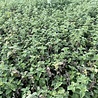 Netpeta Nepeta faassenii 'Snowflake' Netpeta Nepeta faassenii 'Snowflake'