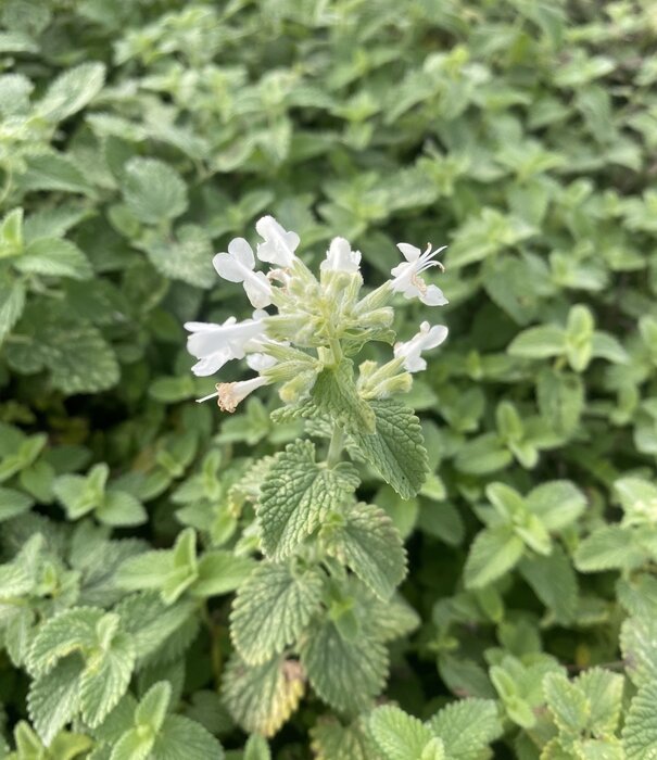 Netpeta Nepeta faassenii 'Snowflake'