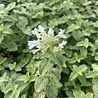 Netpeta Nepeta faassenii 'Snowflake' Netpeta Nepeta faassenii 'Snowflake'
