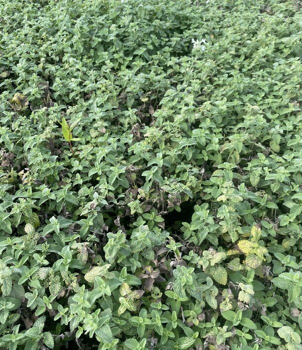 Netpeta Nepeta faassenii 'Snowflake'