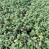 Netpeta Nepeta faassenii 'Snowflake' Netpeta Nepeta faassenii 'Snowflake'