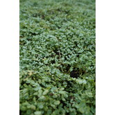 Acaena buchananii