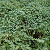 Acaena Acaena buchananii Acaena Acaena buchananii