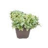 Acaena Acaena buchananii Acaena Acaena buchananii
