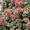 Acaena Acaena microphylla 'Kupferteppich' Acaena Acaena microphylla 'Kupferteppich'