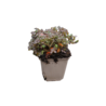 Acaena Acaena microphylla 'Kupferteppich' Acaena Acaena microphylla 'Kupferteppich'
