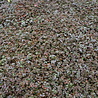 Acaena Acaena microphylla 'Kupferteppich' Acaena Acaena microphylla 'Kupferteppich'